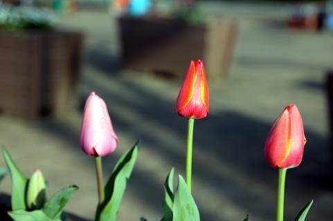 あの夏、私は誰の介護をしたの?
