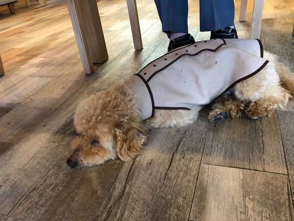 寝転がる犬