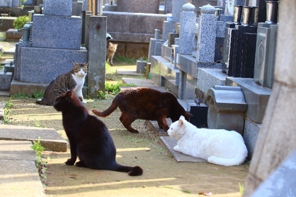 お墓にいくらかけるか