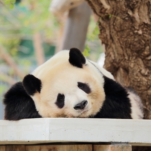中国介護事情