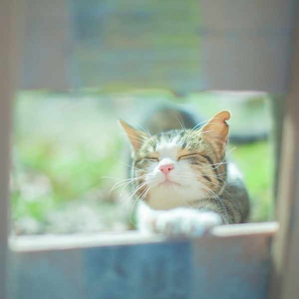 日光浴の健康効果